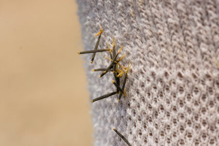 Spanish Needles Plant Healing Power Image